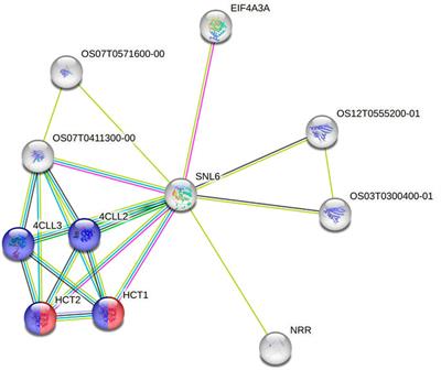 Functional genomic effects of indels using Bayesian genome-phenome wide association studies in sorghum